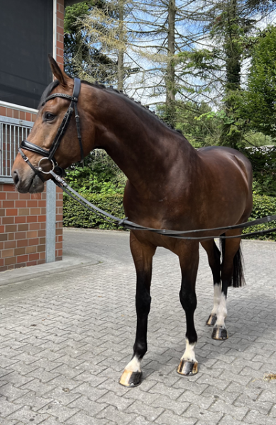 Chuck Bass Standbild  Homepage.png