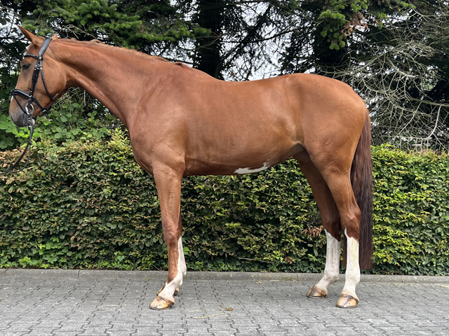 Dia mara standbild für Homepage.png